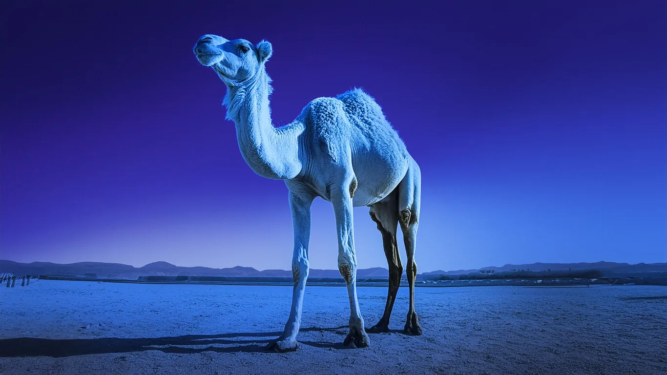 رحول — رمز الجمل